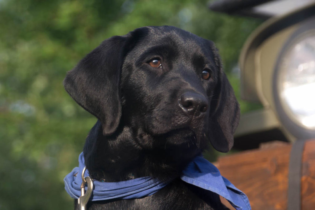 Black Lab Puppy in the Grass